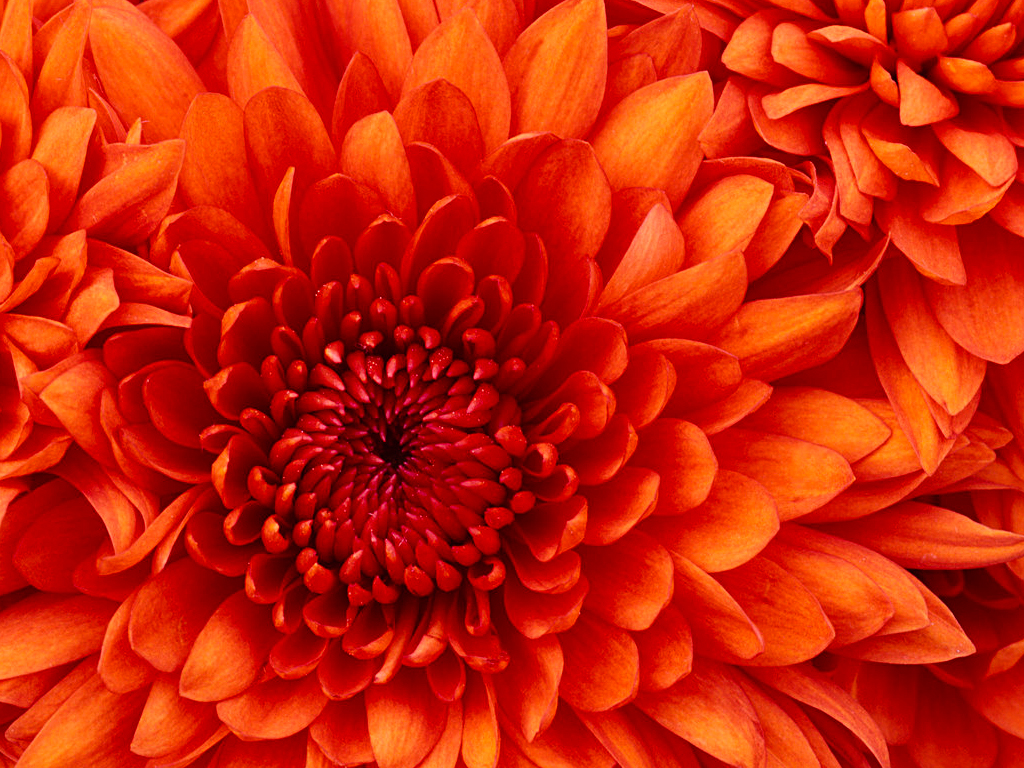 Flowers ss